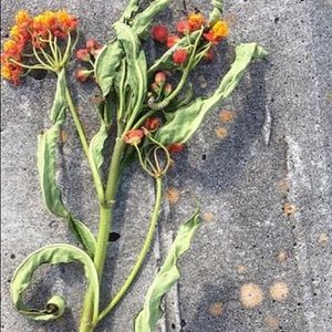 Meet your Posher bOhoSoFlo